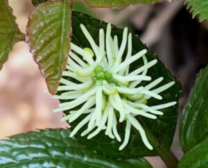 ヒトリシズカのブラシのような花