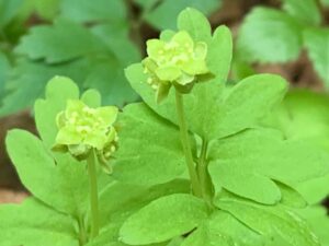 黄色いネコノメソウの花