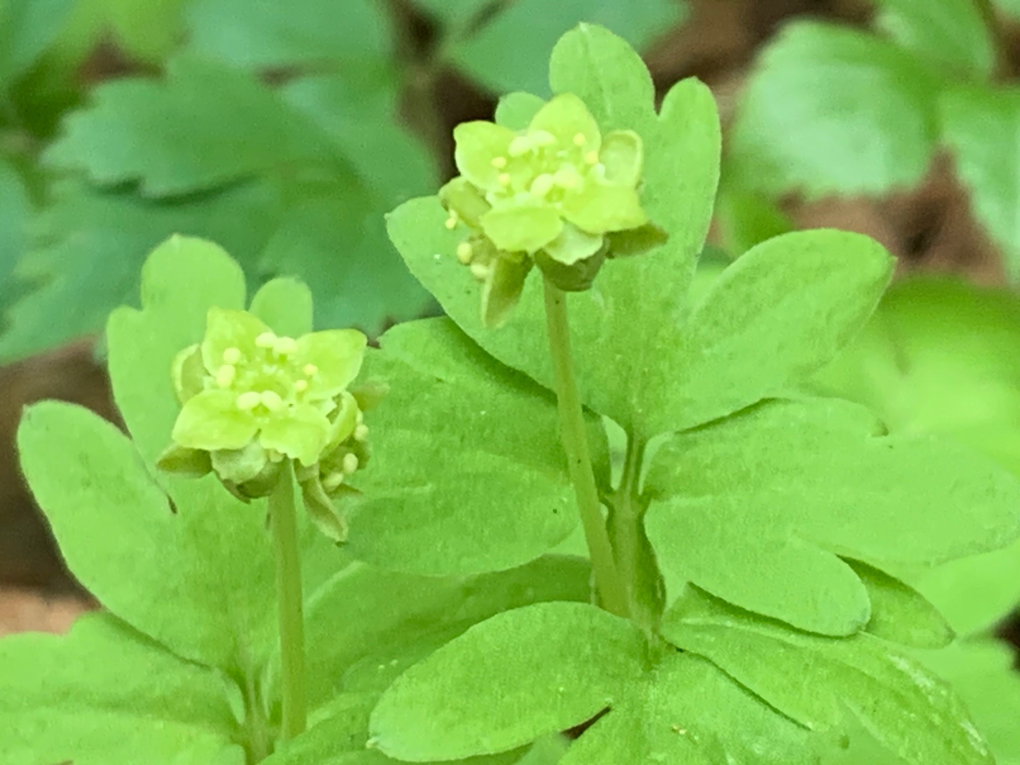 黄色いネコノメソウの花