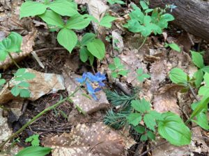 水色のエゾエンゴサクの花
