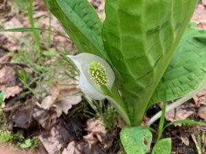 ミズバショウの花