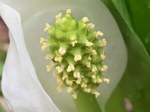 ミズバショウの花