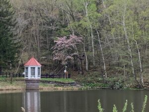 池と取水塔と桃色の花の咲いたサクラの樹
