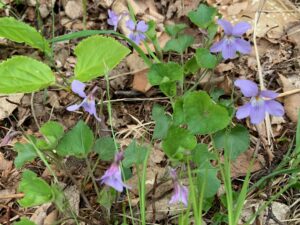 淡い紫色のタチツボスミレ