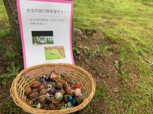 セミの抜け殻と交換コーナー