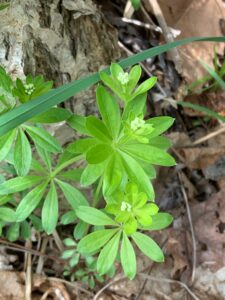 葉が輪生しているクルマバソウ