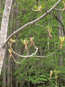 ホオノキの芽出し