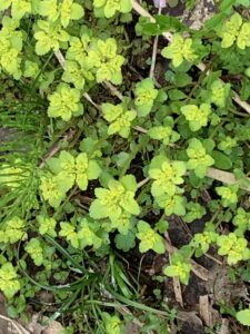 レモンイエローのネコノメソウの花