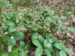 ヒトリシズカの群落