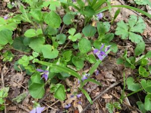 オオタチツボスミレ