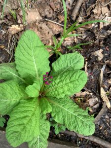 クリンソウの濃い桃色のつぼみ