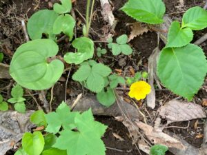 キジムシロの黄色い花