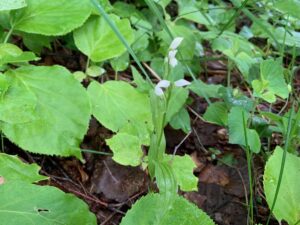 ギンランの白い花