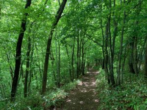 雨上がりの森の中