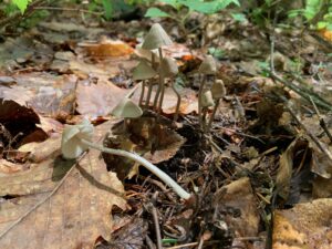 枯葉から出ているキノコ