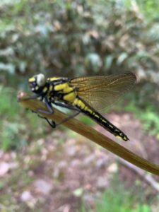 羽化したばかりのホンサナエ