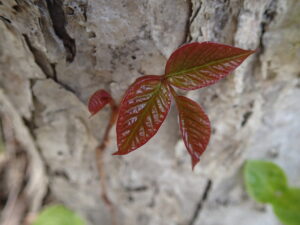 赤いツタウルシの芽