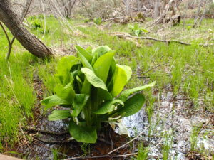 葉が大きくなったミズバショウ