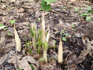 マムシグサの芽
