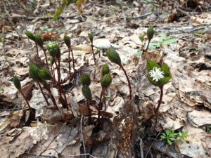 ヒトリシズカの白いブラシのような花