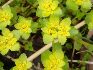 黄色いネコノメソウの花
