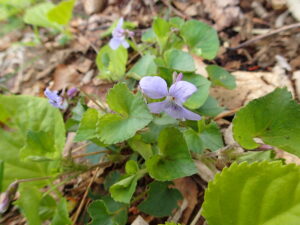 タチツボスミレの紫色の花