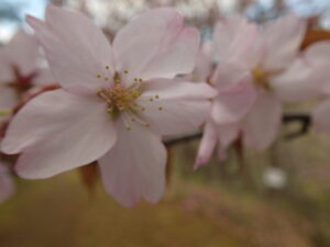 桃色のサクラの花