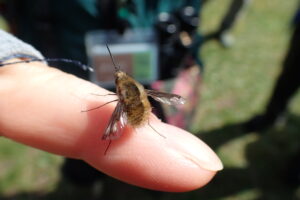 ビロウドツリアブ