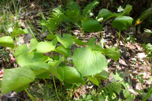 ミヤマエンレイソウの白い花