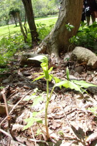 マムシグサの仏炎苞