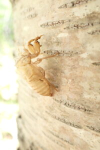 エゾハルゼミの羽化殻