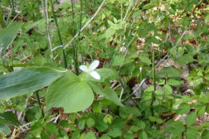 オオバナノエンレイソウの花