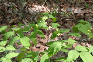 ルイヨウボタンの黄色い花