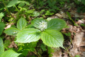 ヒトリシズカの白いブラシのような花