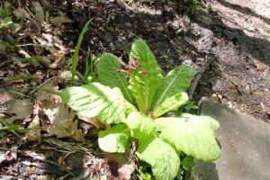 クリンソウの濃い桃色のつぼみ