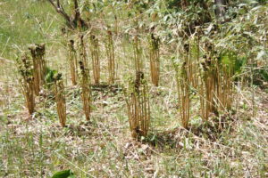 ヤマドリゼンマイ