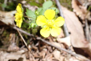 キジムシロの黄色い花