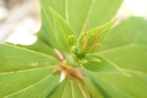 緑色のツクバネソウの花