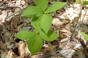 緑色のツクバネソウの花