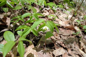 チゴユリの下向きの白い花