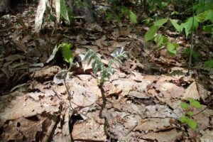 イヌエンジュの冬芽が展開したもの