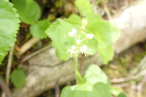 マイヅルソウの白い花