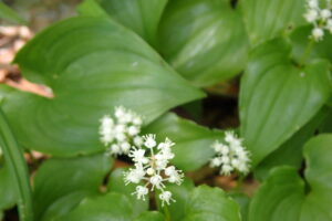 マイヅルソウの白い花