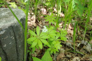 白いクルマバソウの花