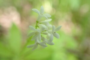 白いクルマバソウの花