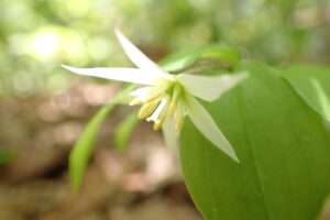 チゴユリの白い花