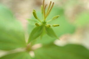 ツクバネソウの花