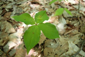 ツクバネソウの花