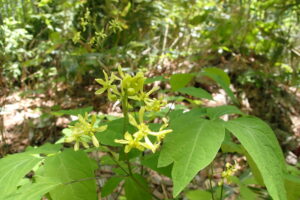 ルイヨウボタンの黄色い花