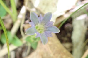 薄い青のフデリンドウの花